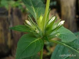Ruellia strepens leaf10.jpg